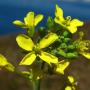 Winter Cress (Barbarea orthoceras): A native perennial mustard also known as American Yellowrocket.